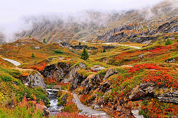 Wild Flowers, beautiful HD wallpaper