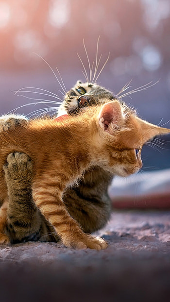 Kitten with mother, Kittens HD phone wallpaper
