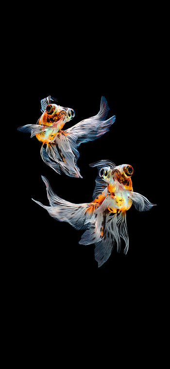 Gold Fish, Nature-inspired, Beautiful aquatic creatures, Tranquil water HD phone wallpaper