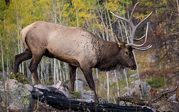 Buck, animal, nature, deer HD wallpaper