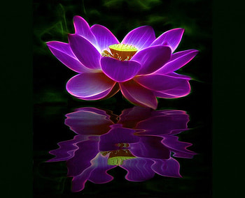 Lotus reflections, purple, reflection, flower, lous, water HD wallpaper