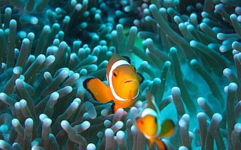 Clownfish underwater beauty, background, Stunning HD wallpaper