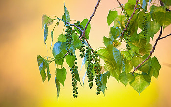Plants, Leaves HD wallpaper