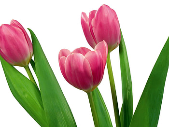 Pink tulips, tulip, pink, white, flower, green HD wallpaper