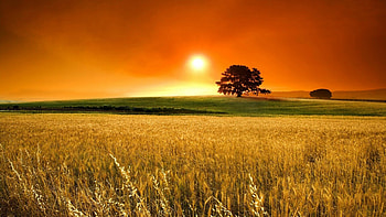 Late summer landscapes, backgrounds, Tranquility in nature, Warm hues HD wallpaper