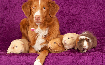 Dog with guinea pigs, animal, Dog, guinea, pigs HD wallpaper