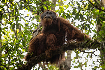 New species of orangutan, Rarest great ape, Earth's incredible wonders, Wildlife discovery HD wallpaper