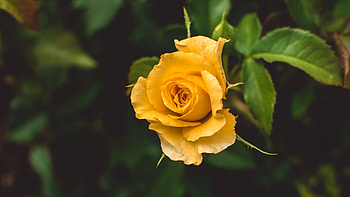 Rose, Bud, Leaves, Garden HD wallpaper