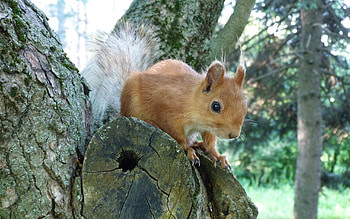 Animals, Squirrel, Wood, Forest, Tree, Climb HD wallpaper