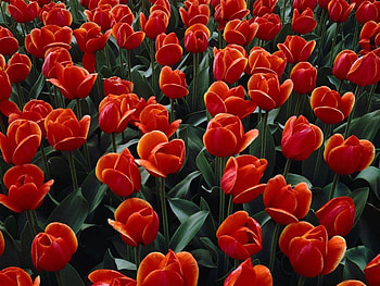 Red Tulips, field, red, garden, flowers, tulips HD wallpaper