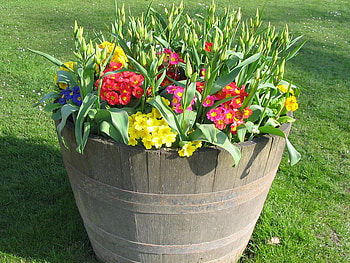 BARREL OF BEAUTY, flowers, pretty, barrel, beauty HD wallpaper