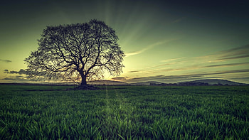 Natura, Laka, Drzewo, Slonce HD wallpaper