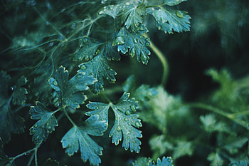 Nature, Leaves, Drops, Plant HD wallpaper