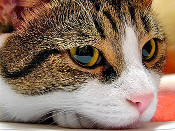 Not in the mood, kitten, kitty, animals, cute, cat, funny, pet HD wallpaper