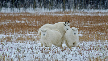 Mountain Goats, winter, animal, mountain goat, goat, snow HD wallpaper