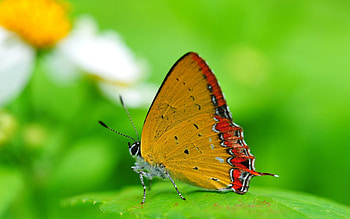 Butterflies, Insects HD wallpaper