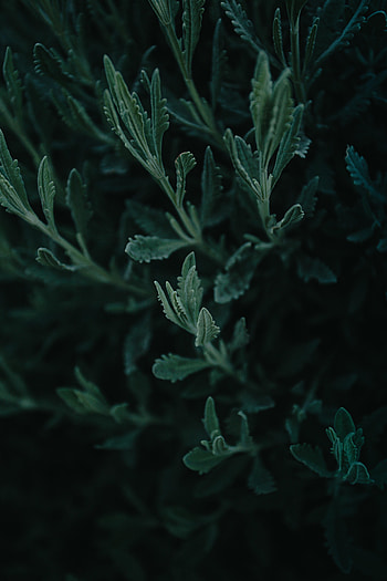 Nature, Leaves, Plant, Macro, Sagebrush, Wormwood HD phone wallpaper