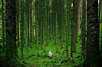 Nature, Trees, Forest, Journey, Human, Person, Wanderer, Mantle HD wallpaper