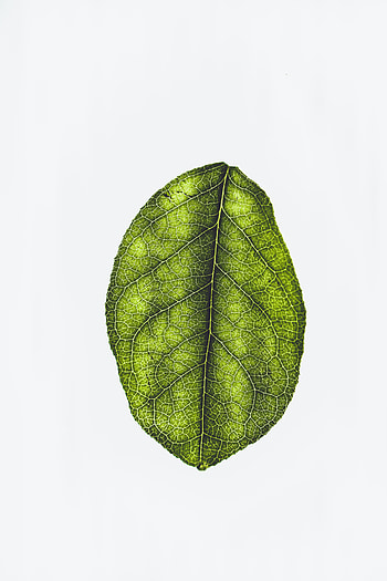 Minimal, green leaf HD phone wallpaper