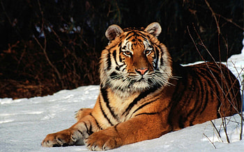Animals, Snow, To Lie Down, Lie, Predator, Tiger HD wallpaper