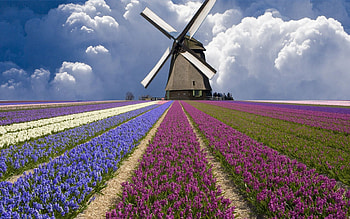 Beautiful Tulip Farm, windmill, clouds, drama, fields, nature, Holland, tulips, beauty HD wallpaper