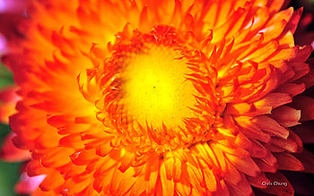 Bright Orange, Summer, graphy, petals orange, flower HD wallpaper