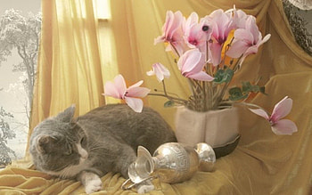 cat, flowers, window, beauty HD wallpaper