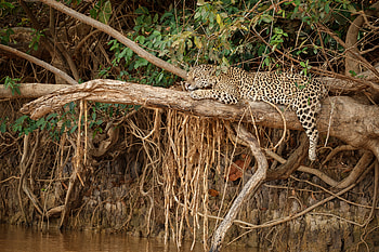 Jaguar, animal, nature, cat HD wallpaper