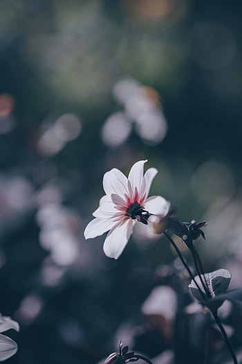 Flowers, Flower, Blur, Smooth, Bloom, Flowering, Field HD phone wallpaper