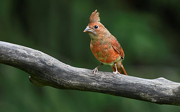 Northern Cardinal, animal, branch, bird, cardinal HD wallpaper