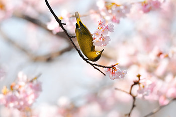 Animals, Flowers, Bird, Bloom, Flowering, Branch HD wallpaper