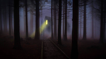 haunted forest HD wallpaper