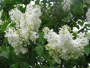 White Lilacs, white, field, blossoms, flower, nature HD wallpaper