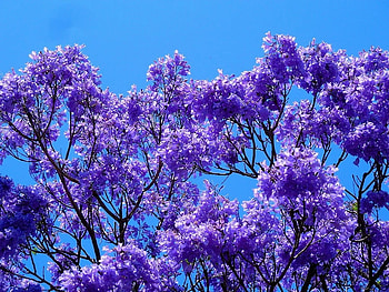 Jacaranda, purple, blue, sky, flowers HD wallpaper