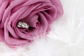 * Softness *, softness, rose, pink, feather, ring, felicate HD wallpaper