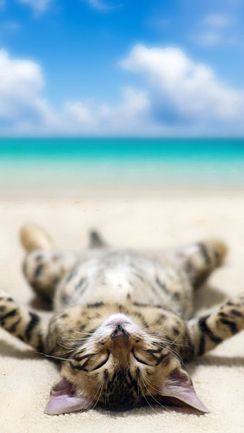 Cat Sunning Himself on the Beach, beach, funny, cat HD phone wallpaper