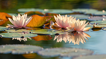 Water lilies, Leaves, Pond, Lake, Flowers, Light HD wallpaper