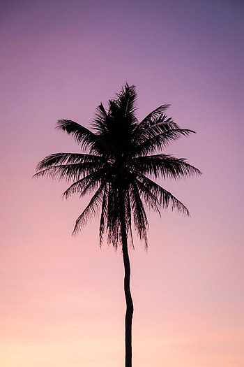 Nature, Twilight, Violet, Dark, Wood, Tree, Palm, Dusk, Purple HD phone wallpaper