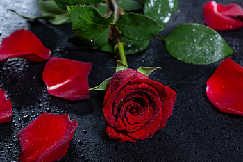 Flowers, Drops, Flower, Rose Flower, Rose, Petals, Wet, Surface HD wallpaper