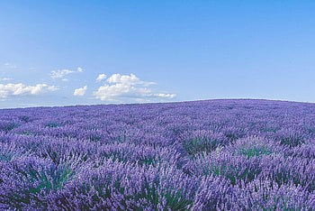 Lavender, Nature, Flowers, Sky, Horizon, Wildflowers HD wallpaper