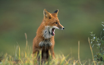 Animals, Grass, Fox, Muzzle, To Yawn, Yawn, Wool HD wallpaper