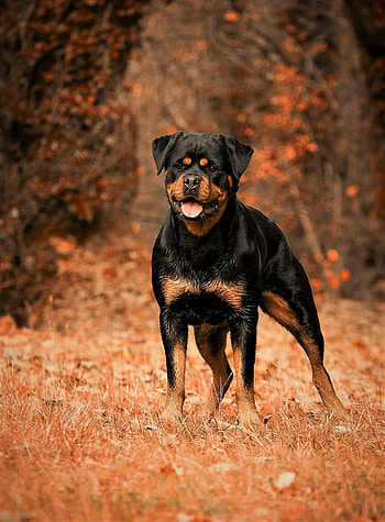Animals, Autumn, Dog, Stroll, Rottweiler HD phone wallpaper