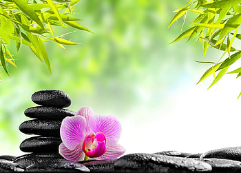Stones and orchid, Nature, Orchids, Stones, Leave HD wallpaper