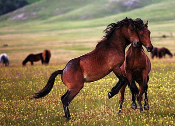 Horses, other, beautiful, animals HD wallpaper