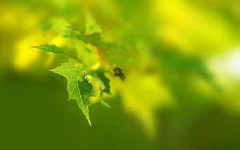 Summer, Macro, Shine, Light, Sheet, Leaf HD wallpaper