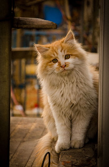 A cute and fluffy domestic cat sitting outdoors, looking curiously into the camera. HD phone wallpaper