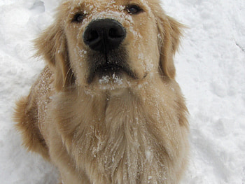 Snow dog, dog, golden, snow HD wallpaper
