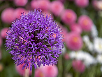 pretty flower, macros, purple, up close HD wallpaper