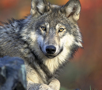 Grey Wolf, winter, animal, grey, mamal, carnivore, furry, wolf, wild, predator, canis, lupus, outdoors, pack, wildlife, snow, canine HD wallpaper