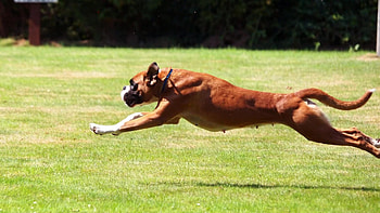 Boxer, Dog Sports HD wallpaper